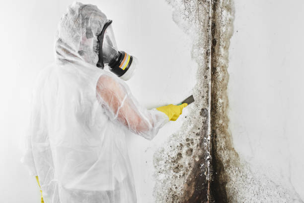 Best Emergency Mold Removal  in English, IN
