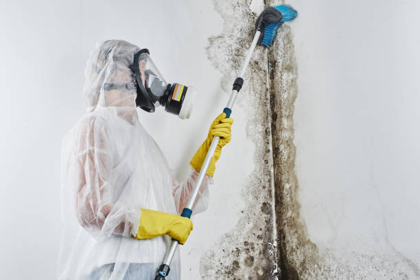 Best Attic Mold Removal  in English, IN