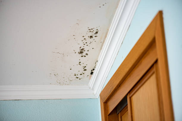 Best Mold Remediation  in English, IN