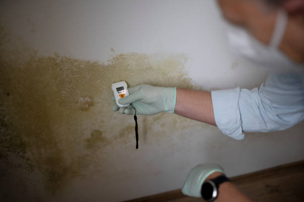 Best Local Mold Removal Service  in English, IN
