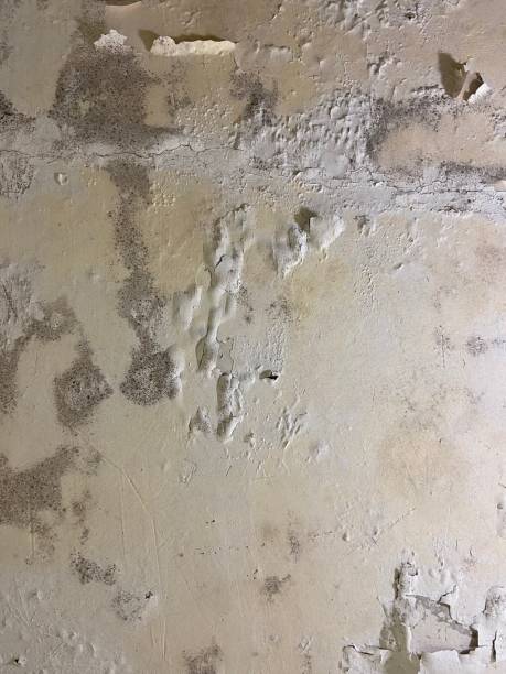 Certified Mold Removal in English, IN