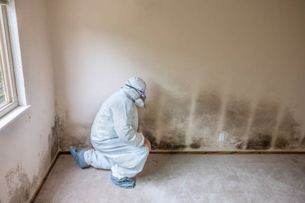 Best Residential Mold Removal  in English, IN